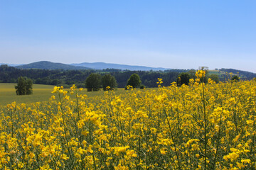 Field of brassica napus with czech landscape in background