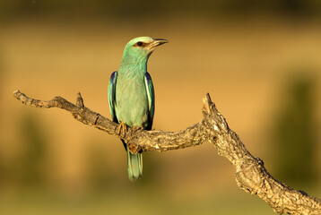 European Roller. Coracias garrulus