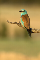 European Roller. Coracias garrulus