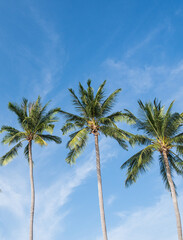 Obraz premium coconut palm tree on the beach of thailand, coconut tree with blur sky on the beach for summer concept background.