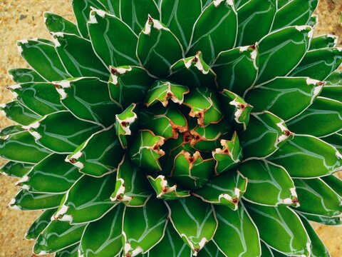 Cactus Victoria's Agave Plant