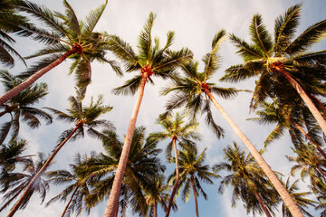 Fototapeta na wymiar coconut palm tree on the beach of thailand, coconut tree with blur sky on the beach for summer concept background.