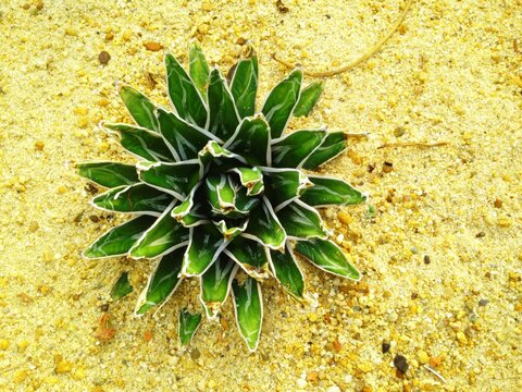 Cactus Victoria's Agave Plant