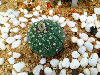 Astrophytum asterias is a species of cactus in the genus Astrophytum,