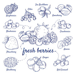 Doodle set of fresh berries - Raspberries, Elder, Buckthorn, Gooseberry, Cranberries, Aronia, Red Currant, Grapes, Blackberry, Strawberry, Blueberries, hand-drawn. Vector sketch illustration isolated.