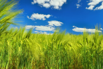 Obraz premium Green ears of rye on the field on a sunny day. Beautiful blue sky with clouds in the background. 