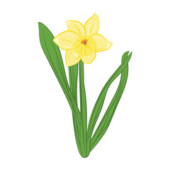 Fototapeta na wymiar Yellow narcissus flowers with green leaves. Isolated on white. Vector illustration