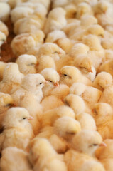 Lots of baby chicks