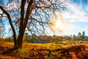 Fototapeta na wymiar Landschaft im Herbst mit kahlem Baum und Sonne