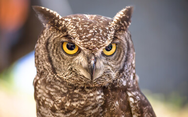 African owl portrait