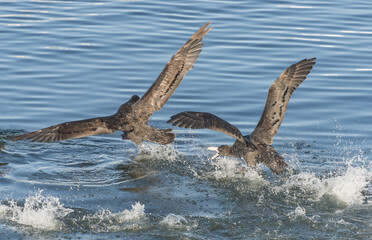 Obraz premium Northern giant petrels in Beagle channel, Patagonia, Argentina