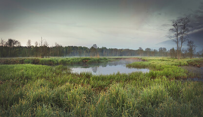 sad landscape of the morning nature on the bank of river against a background of dark forest with fog