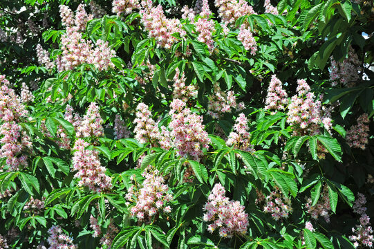 Spring blossoming chestnut (Castanea sativa) flower