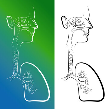OLI - Drawing Lower respiratory tract and detail of alveoli - English  labels | AnatomyTOOL