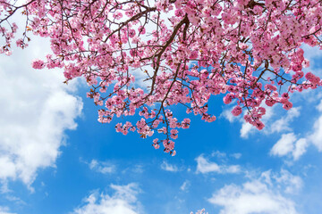 Pink blossom in Japan