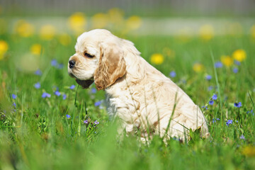 White and red American Cocker Spaniel puppy sitting on a green grass with blue and yellow flowers
