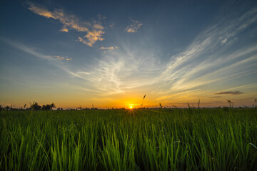 View of paddy field during sunrise in Sungai Besar, a well known place as one of the major rice supplier in Malaysia.