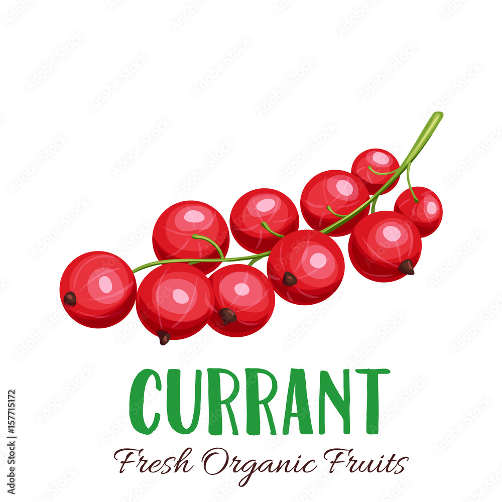 Wall mural Vector red currant illustration - Wall murals