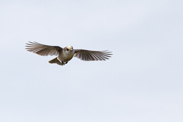 Gray Jay (Perisoreus canadensis) isolated on a blue background in flight in Algonquin Provincial...