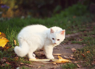 Naklejka na ściany i meble White cat on in the autumn garden.