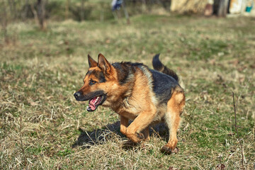 Beautiful Young Brown German Shepherd Dog Close Up