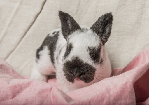little rbaby abbit
