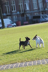 Two dogs are playing