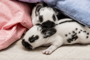 cute rabbits babies sleaping in a bed