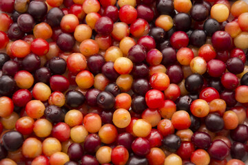 Wild cherry fruit , organic cherries