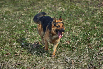 Beautiful Young Brown German Shepherd Dog Close Up