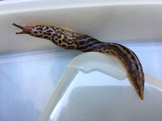 Großer ausgewachsener Tigerschnegel (Limax maximus)