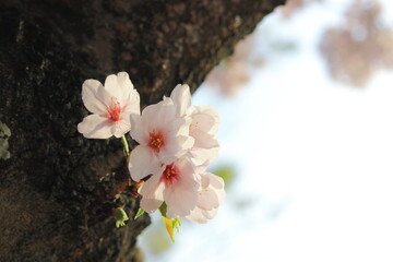 桜