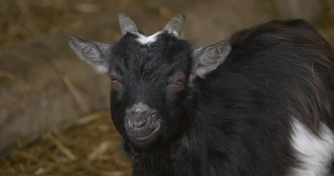 Pygmy Goat on A Farm