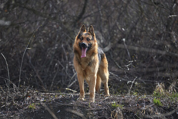 Beautiful Young Brown German Shepherd Dog Close Up