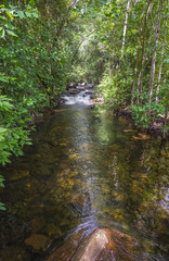 Creek in australian tropical forest
