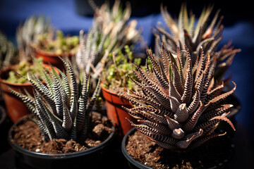 Small beautiful Haworthia succulent potted plants sale. Houseplants close-up in a shop window in the dark of night