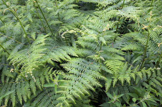 Bracken a genus of large, coarse ferns common to the United Kingdom