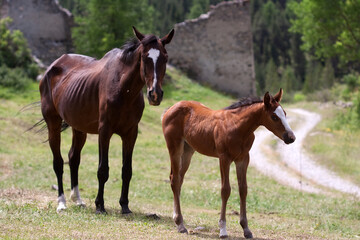 Foal With Mare