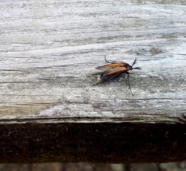 Cockchafer / May Bug