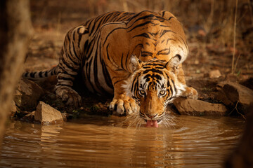 Tiger im Naturlebensraum. Trinkwasser des Tigermännchens. Wildlife-Szene mit Gefahrentier. Heißer Sommer in Rajasthan, Indien. Trockene Bäume mit schönem indischem Tiger, Pantheratigris