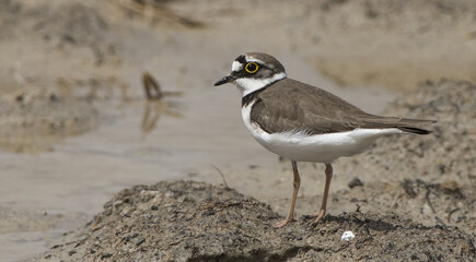 Little Ringed Plover / Charadrius dubius