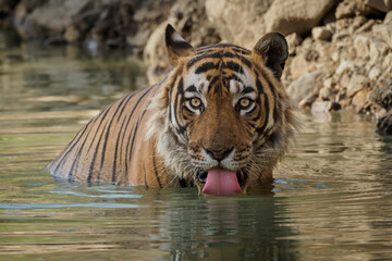 Fototapeta na wymiar Tiger in the nature habitat. Tiger male in the water. Wildlife scene with danger animal. Hot summer in Rajasthan, India. Dry trees with beautiful indian tiger, Panthera tigris