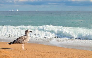 Barcelona, Spain - June 3, 2017: Seagull Beach. Seagull surveys his environment looking forward. Waves on background
