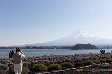 Tourists go to see and take pictures of Fuji mountain and Kawaguchiko lake