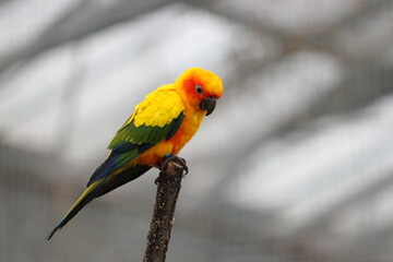 コガネメキシコインコ