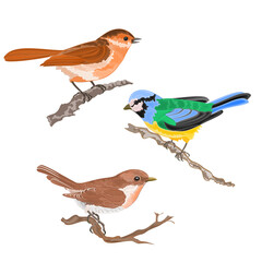 Singing birds on branches warbler titmouse sparrow vintage hand draw set one vector  animals illustration for design