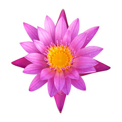 The pink lotus isolated on white background