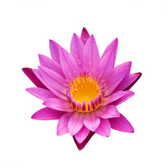 The pink lotus isolated on white background