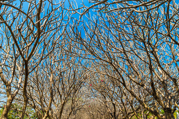 Dry tree branch pathway blue sky