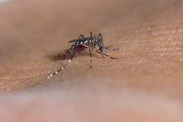 mosquito sucking blood on human skin ,Dengue fever virus, Zica virus aedes aegypti - Dengue, chikungunya fever, microcephaly